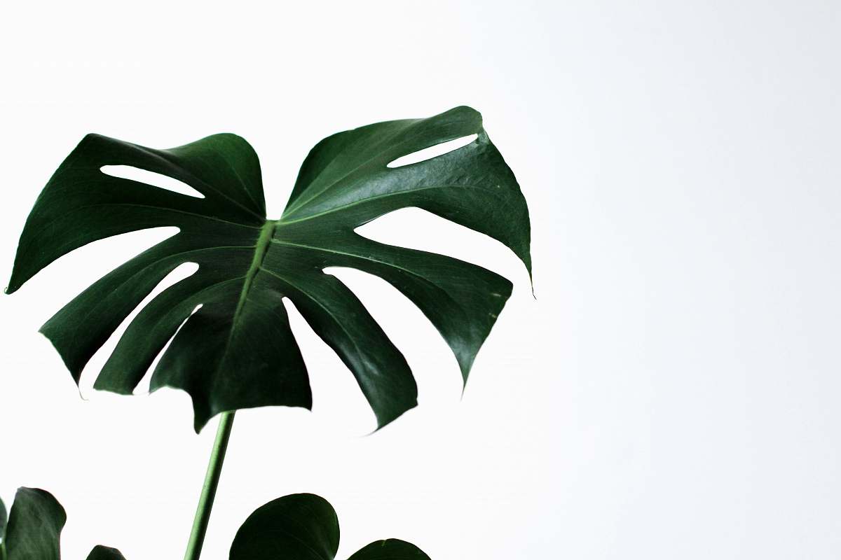 united states green-leafed plant flora